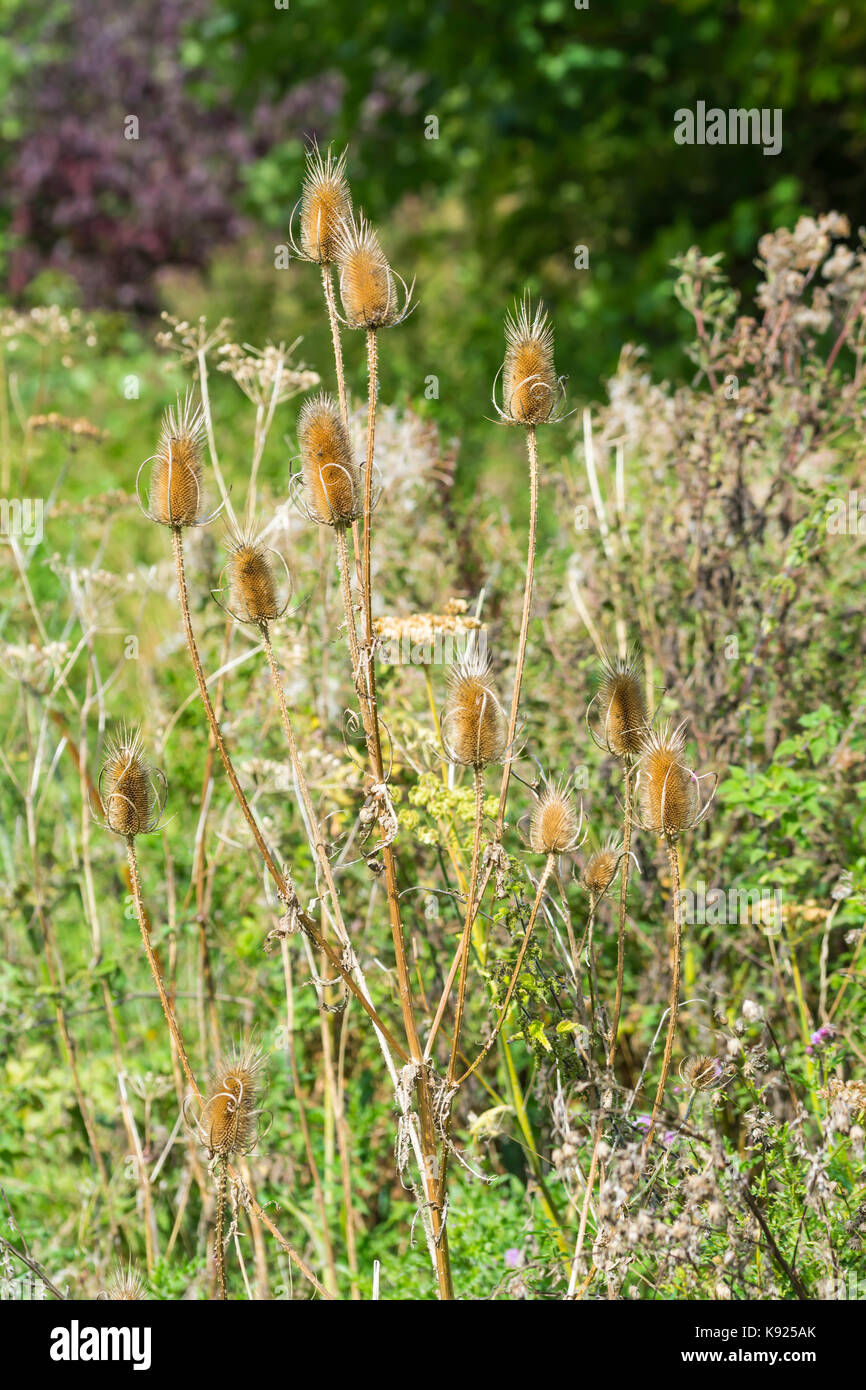 Dipsacus fullonum Teasel (Comune Teasel, Wild Teasel, Fuller's Teasel), essiccati teste di seme, all'inizio dell'autunno in prossimità di acqua nel sud del Regno Unito. Foto Stock