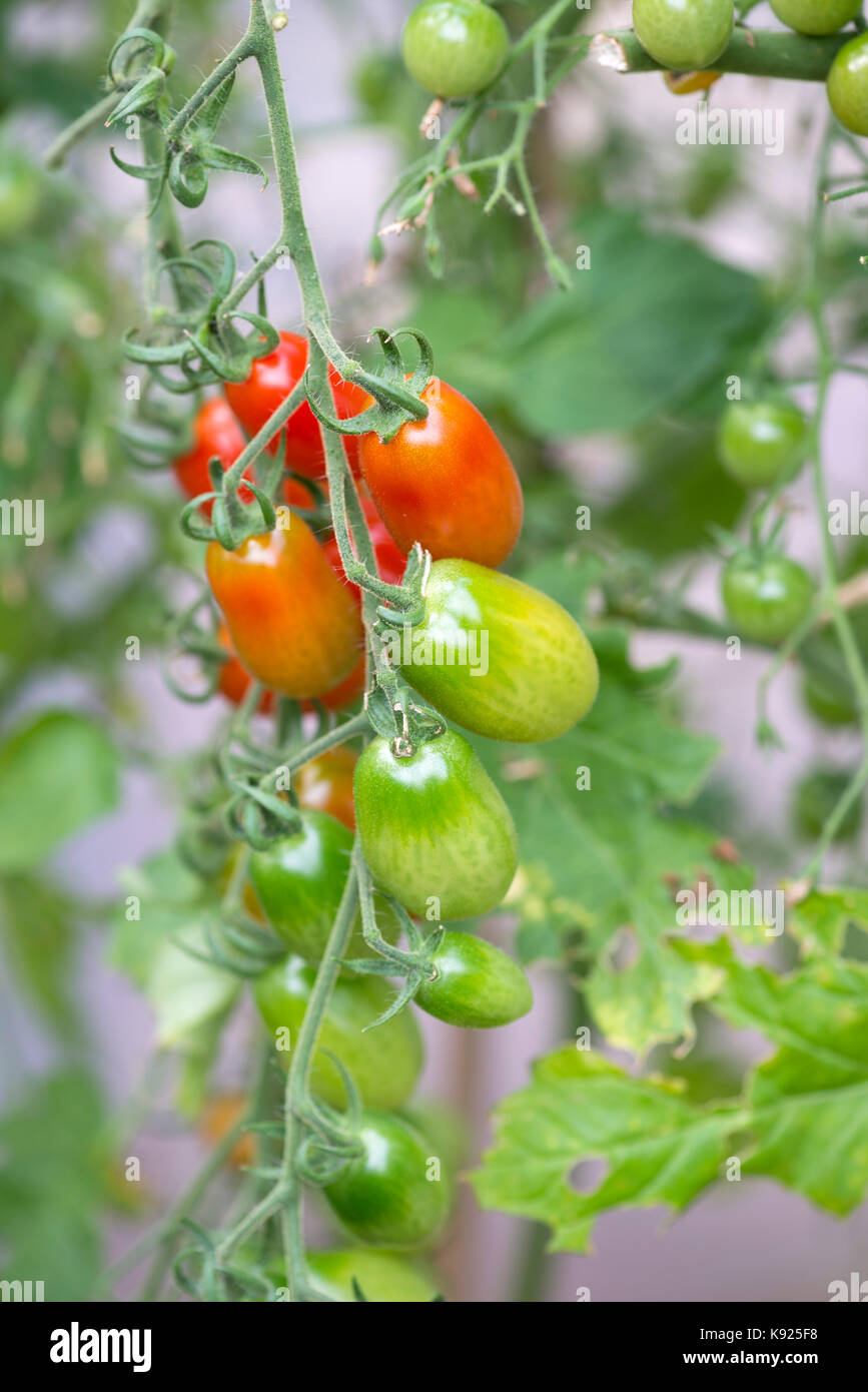 (Pomodoro Solanum Lycopersicum) piante "antonio ibrido F1' in crescita in un polytunnel nel South Yorkshire, Inghilterra. Foto Stock