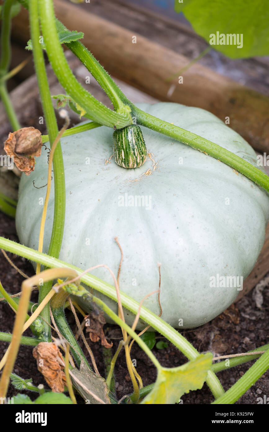 Crown Prince squash (Cucurbita maxima) che cresce su un grafico di vegetali. Regno Unito. Foto Stock
