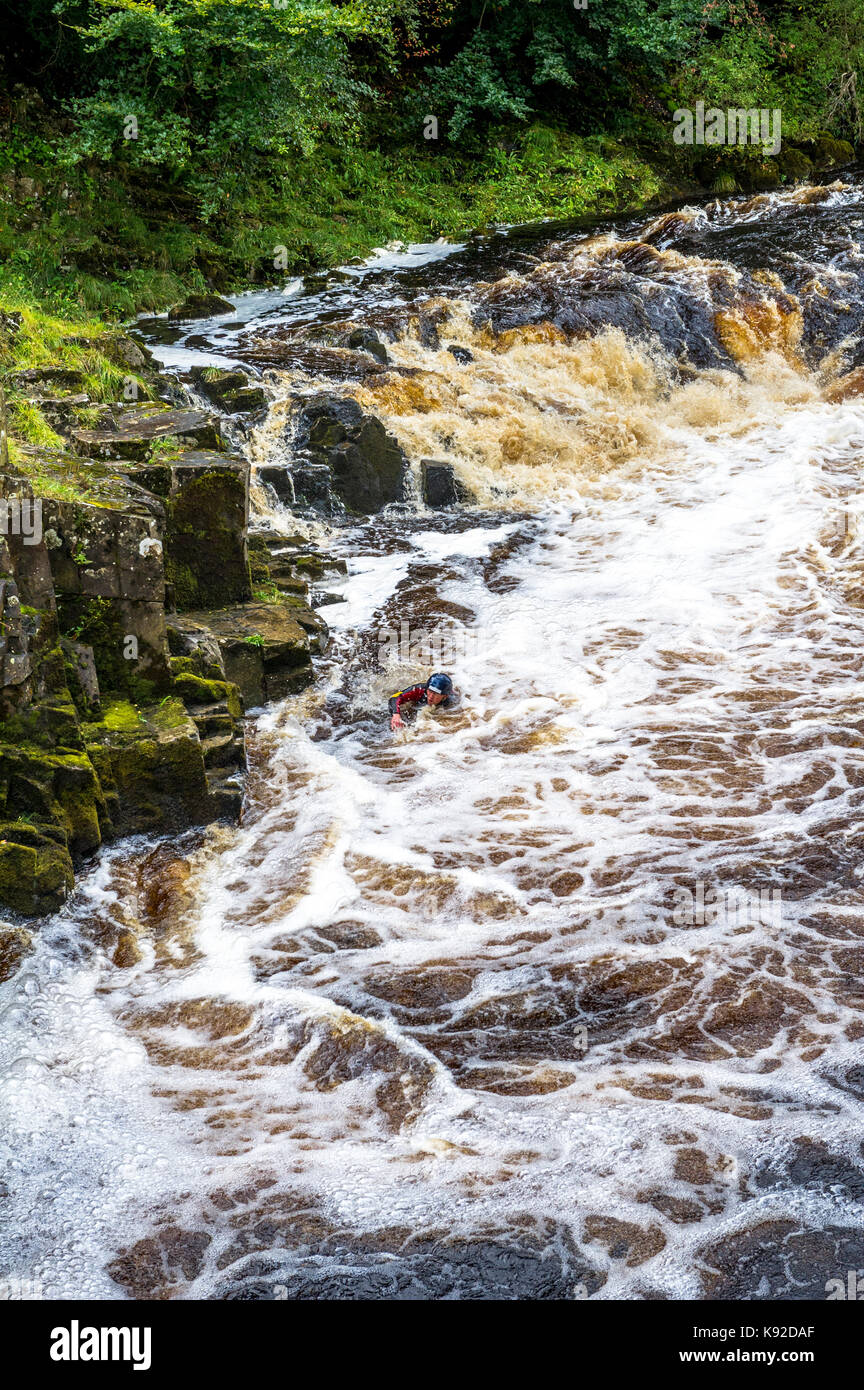 Gorge camminando nel Fiume Tees durante le tempeste e gonfio fiume, Bowlees, nella contea di Durham. Foto Stock