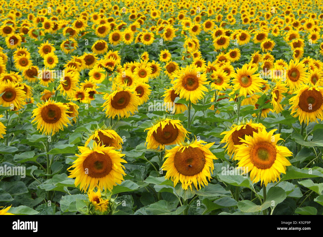 Campo con il comune di girasole (Helianthus annuus) in fiore Foto Stock