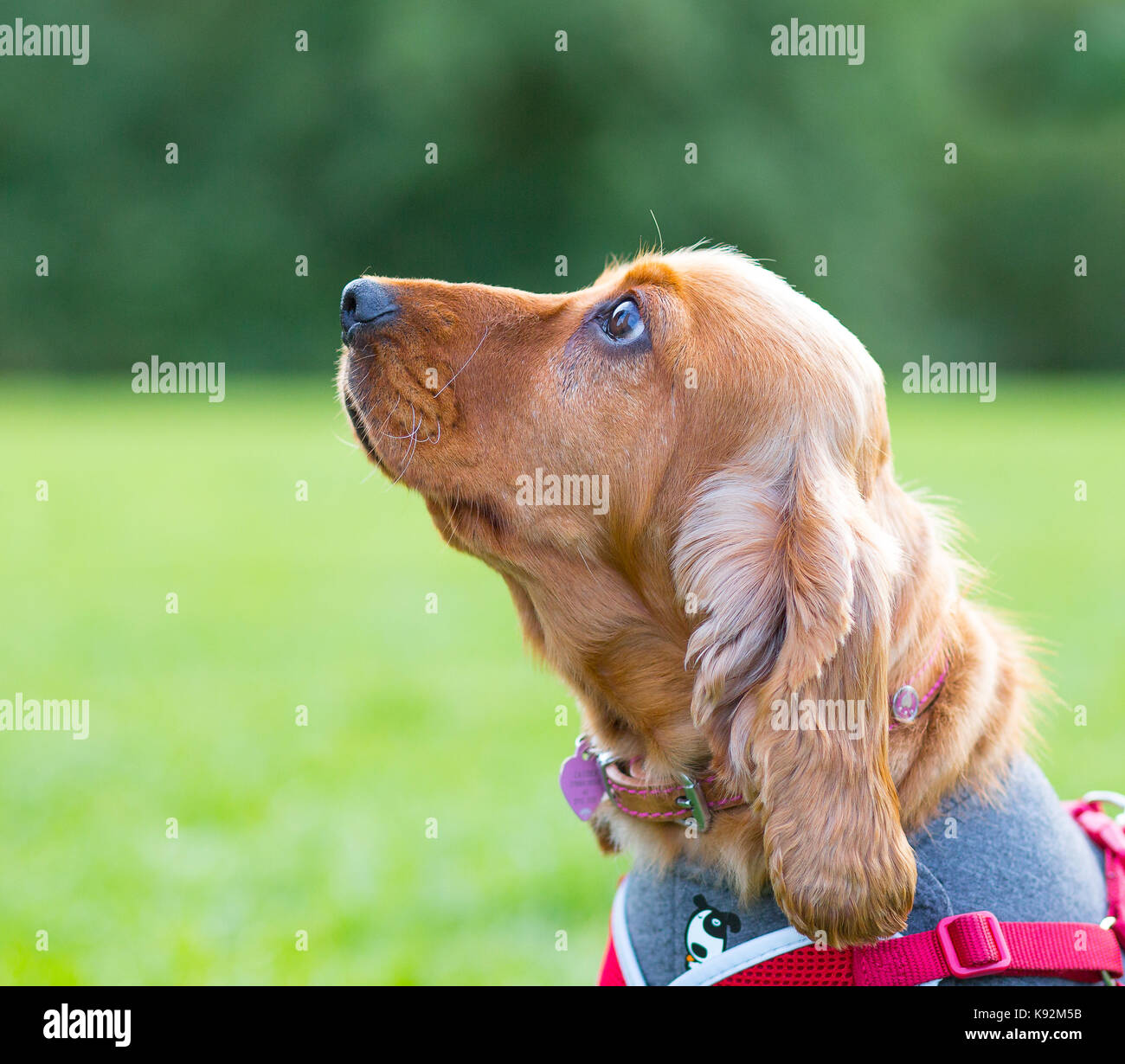 A fianco di un bel cane spaniel rosso cocker (faccia) isolato all'aperto nel parco del Regno Unito, seduto obbediente, guardando il proprietario. Animali domestici del Regno Unito Foto Stock