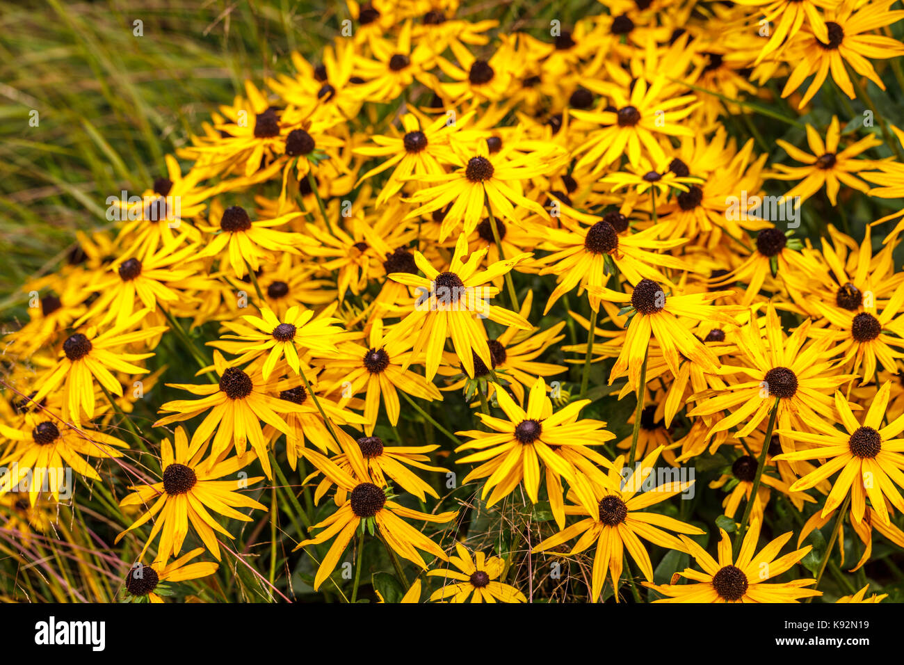 Giallo autunno fioritura Rudbeckia fulgida var sullivantii Goldsturm "' in fiore in giardino RHS Rosemoor, North Devon, Inghilterra - Vista da vicino Foto Stock