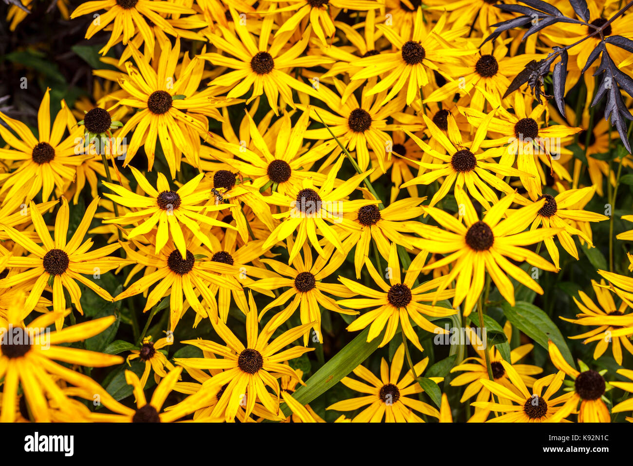 Giallo autunno fioritura Rudbeckia fulgida var sullivantii Goldsturm "' in fiore in giardino RHS Rosemoor, North Devon, Inghilterra - Vista da vicino Foto Stock