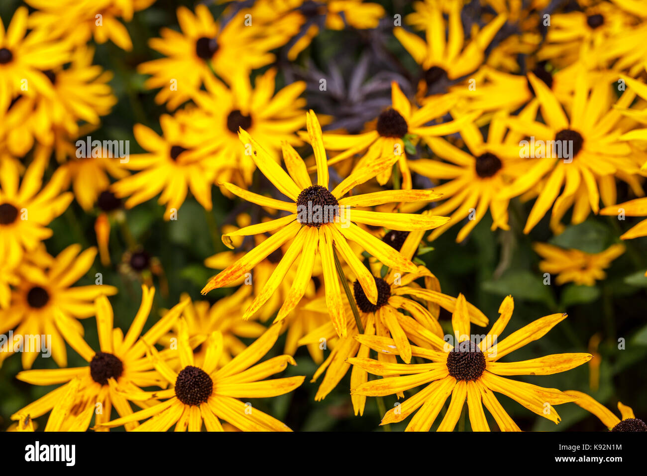 Giallo autunno fioritura Rudbeckia fulgida var sullivantii Goldsturm "' in fiore in giardino RHS Rosemoor, North Devon, Inghilterra - Vista da vicino Foto Stock