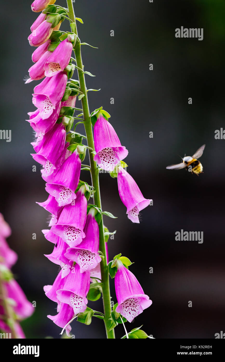 Foto macro di un viola foxglove e flying bee Foto Stock