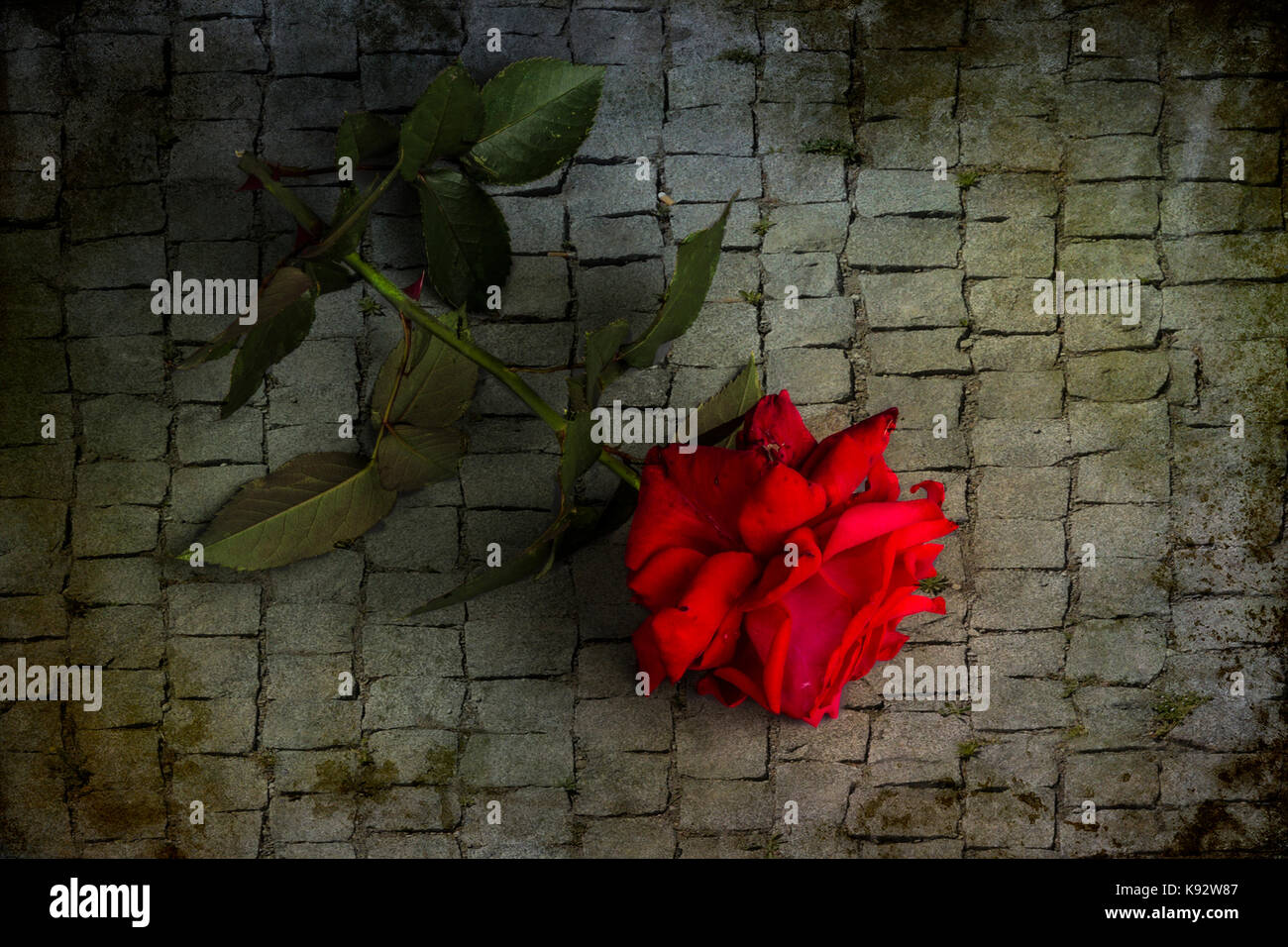 Tagliare una rosa rossa su una strada di ciottoli. Foto Stock