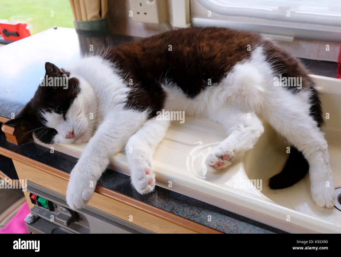 Bianco e nero gatto addormentato veloce sulla scheda di svuotamento di una roulotte Foto Stock