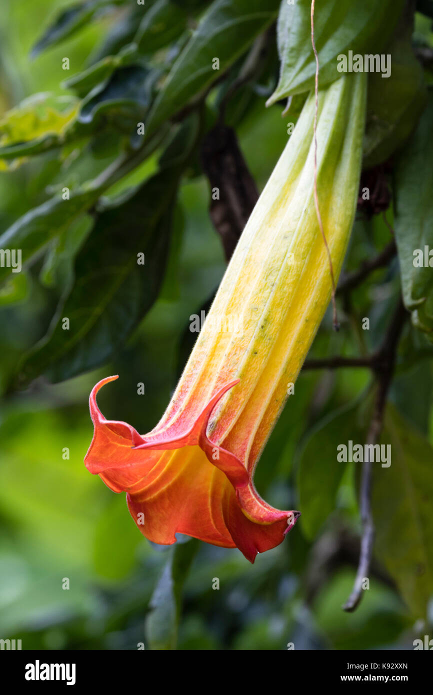 Unico grande, fiore tubolare del semi-hardy grande arbusto, Brugmansia sanguinea Foto Stock