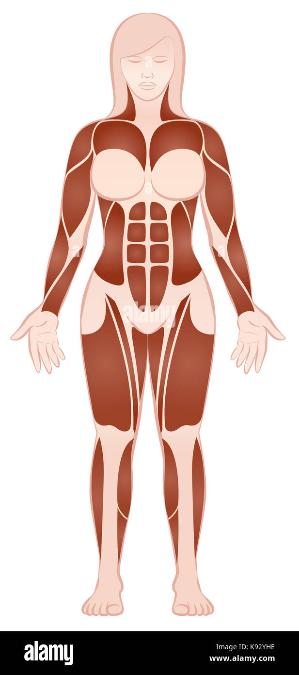 Gruppi muscolari di una forza muscolare del corpo femmina con pecs, abs, deltoids, bicipite, six pack, quads - Vista frontale - illustrazione su sfondo bianco. Foto Stock