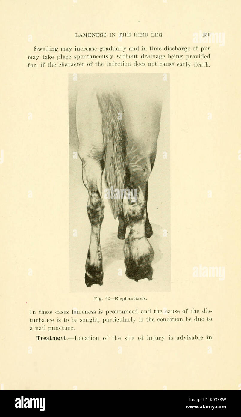 La zoppia del cavallo (pagina 259) BHL21976019 Foto Stock