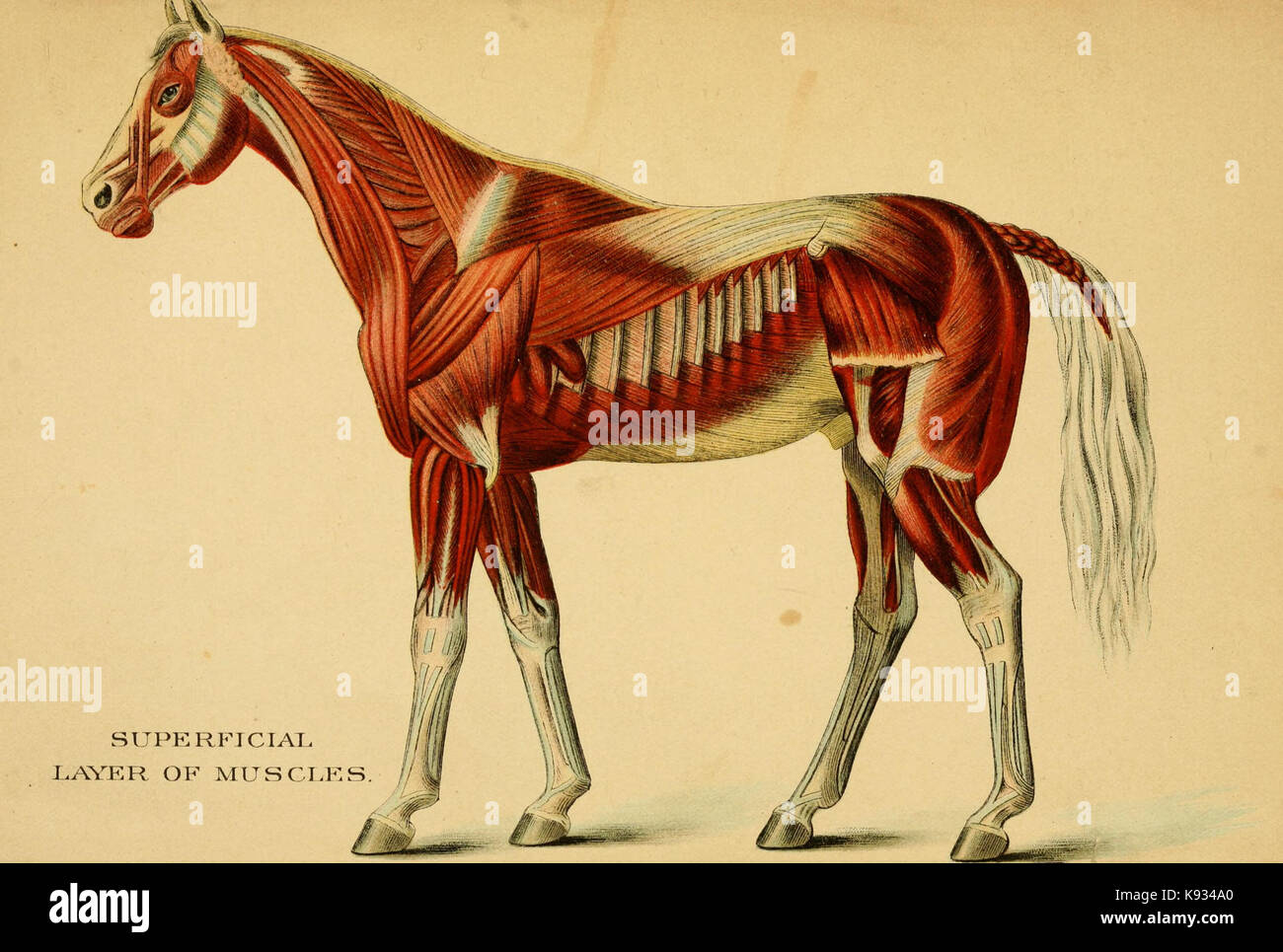 I legamenti e i muscoli del cavallo BHL18507111 Foto Stock