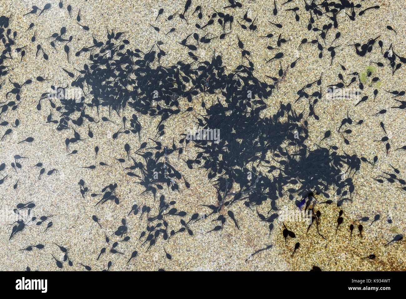 Grande gruppo di girini in acqua fresca in entrata per oceano. tadpole è seconda fase delle rane di ciclo di vita. shot in Galizia, Spagna. Foto Stock