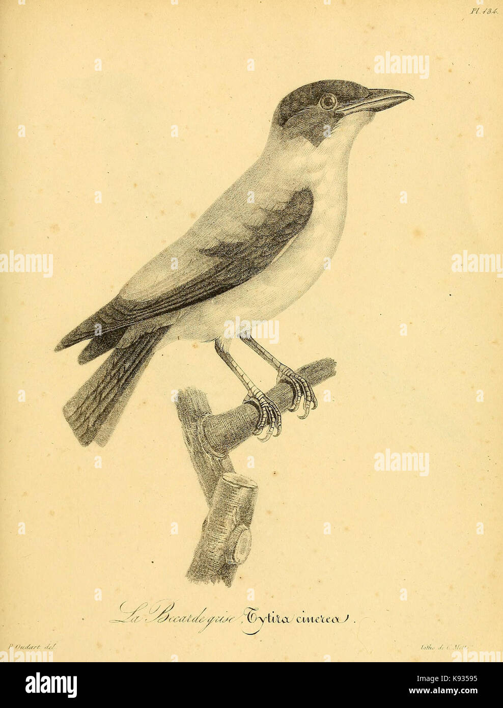 La Galerie des oiseaux (Pl. 134) (6002496216) Foto Stock