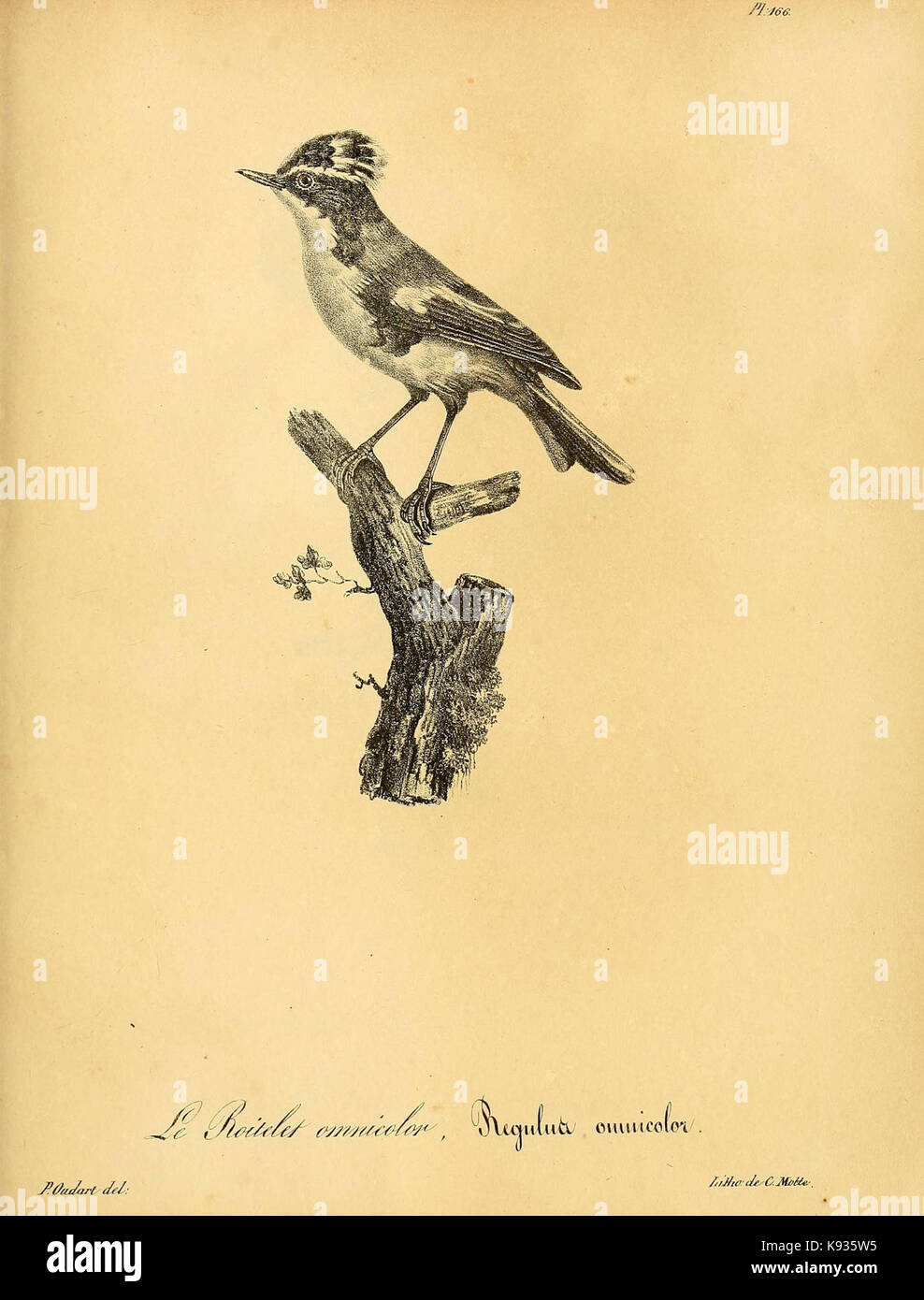 La Galerie des oiseaux (Pl. 166) (6002505952) Foto Stock