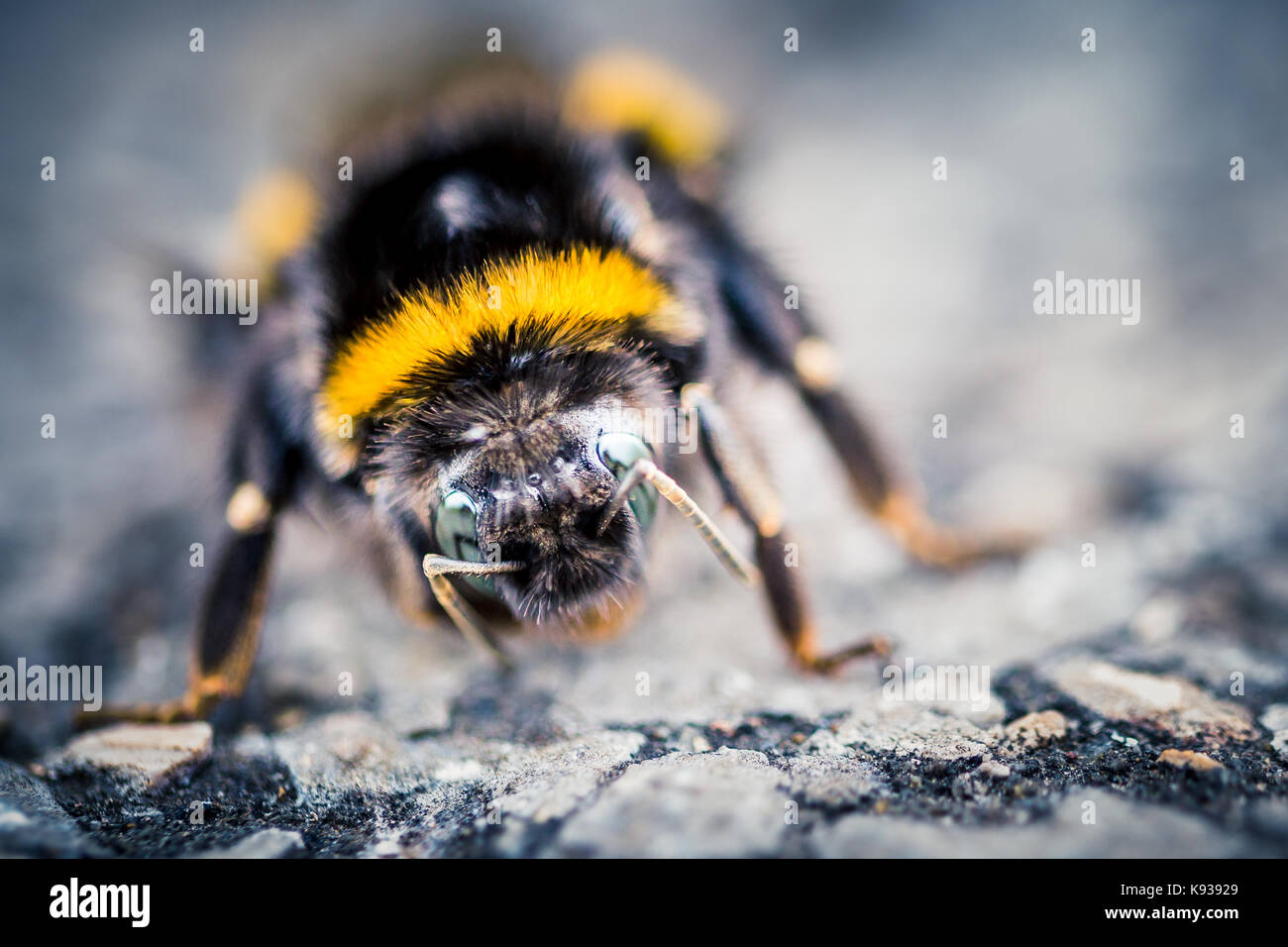 Macro closeup di un ape a una riserva naturale Foto Stock