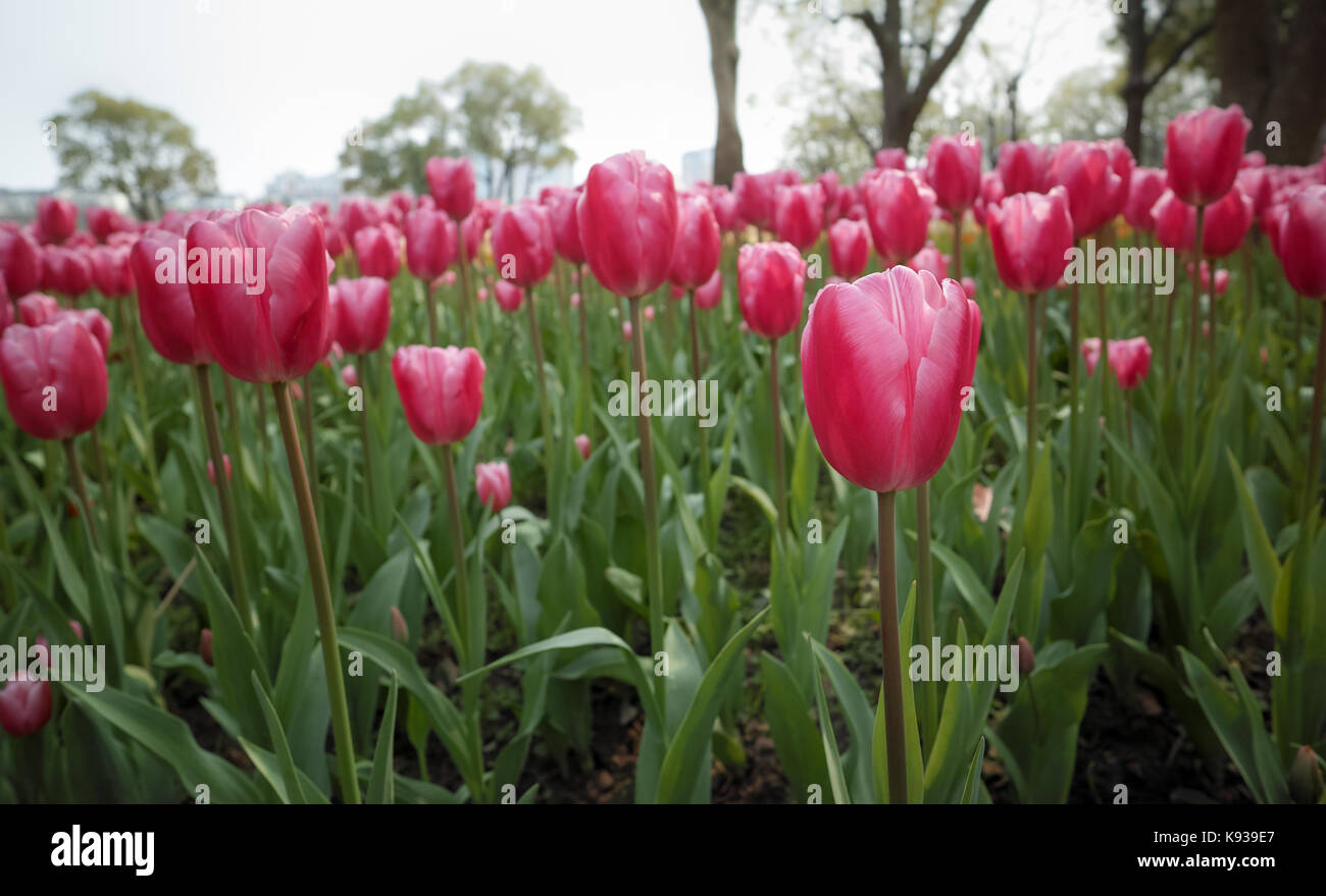 Tulip. bellissimo giardino campo di tulipani. tulipani colorati. i tulipani Foto Stock