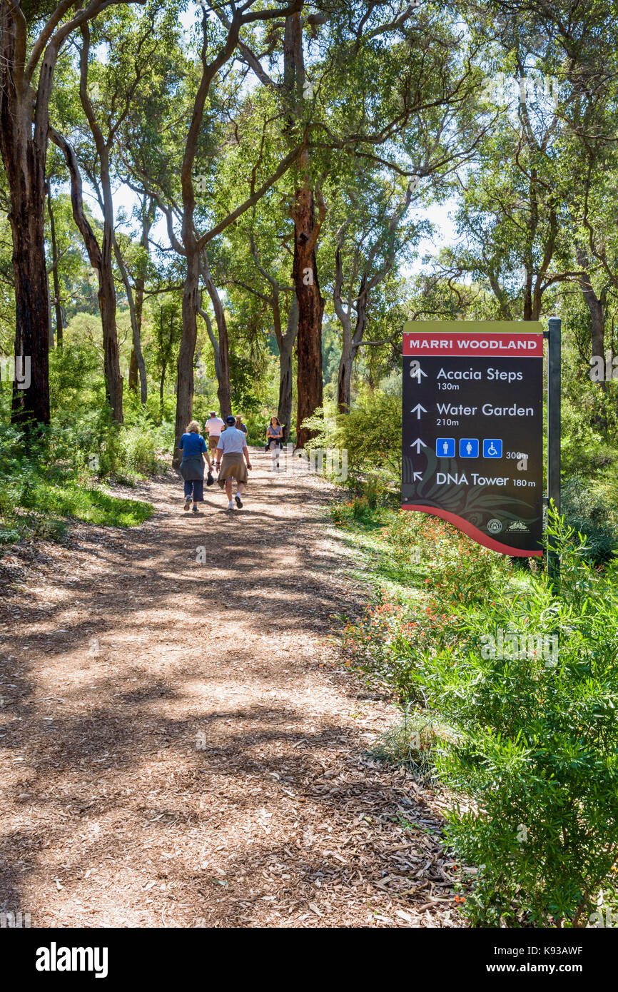 Bush via attraverso il West Australian Marri alberi in Western Australian Giardino Botanico, il Kings Park di Perth, Western Australia Foto Stock
