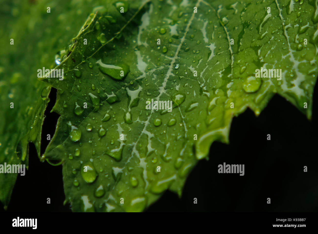 Gocce di pioggia sul vino di uve leaf Foto Stock