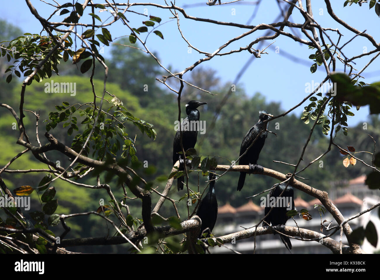 Kandy Sri Lanka cormorano indiano uccelli durante la stagione riproduttiva in albero su appeso Lago Kandy Kiri Muhuda grande lago artificiale creato nel 1807 da Sr Foto Stock