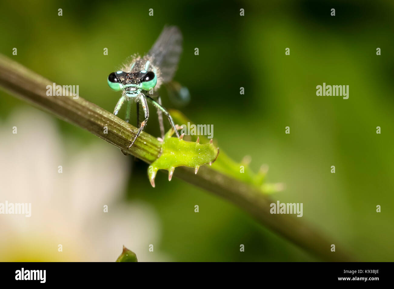 Primo piano della damselfly Foto Stock