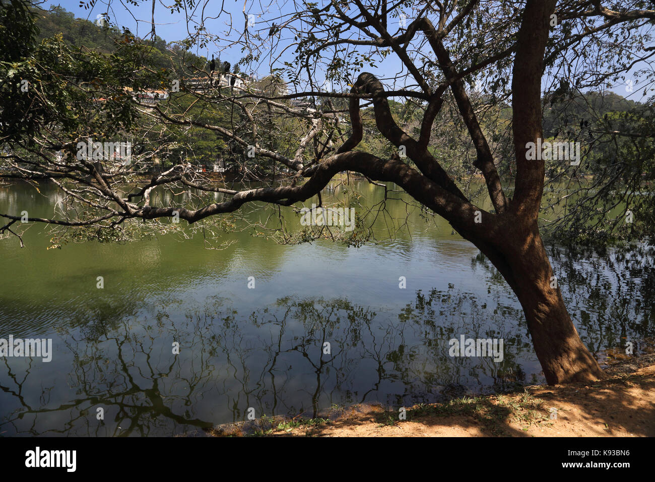 Kandy Sri Lanka Kiri Muhuda grande lago artificiale creato nel 1807 da Sri Wickrama Rajasinha cormorano indiano Birdsduring stagione di riproduzione nella struttura ad albero al di sopra Foto Stock