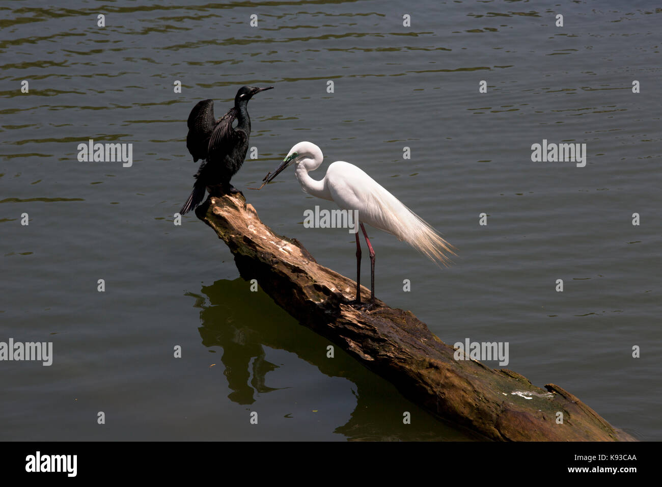 Kandy Sri Lanka Eastern Airone bianco maggiore e il cormorano indiano durante la stagione di riproduzione sul Lago Kandy Kiri Muhuda grande lago artificiale creato nel 1807 da Sri Foto Stock