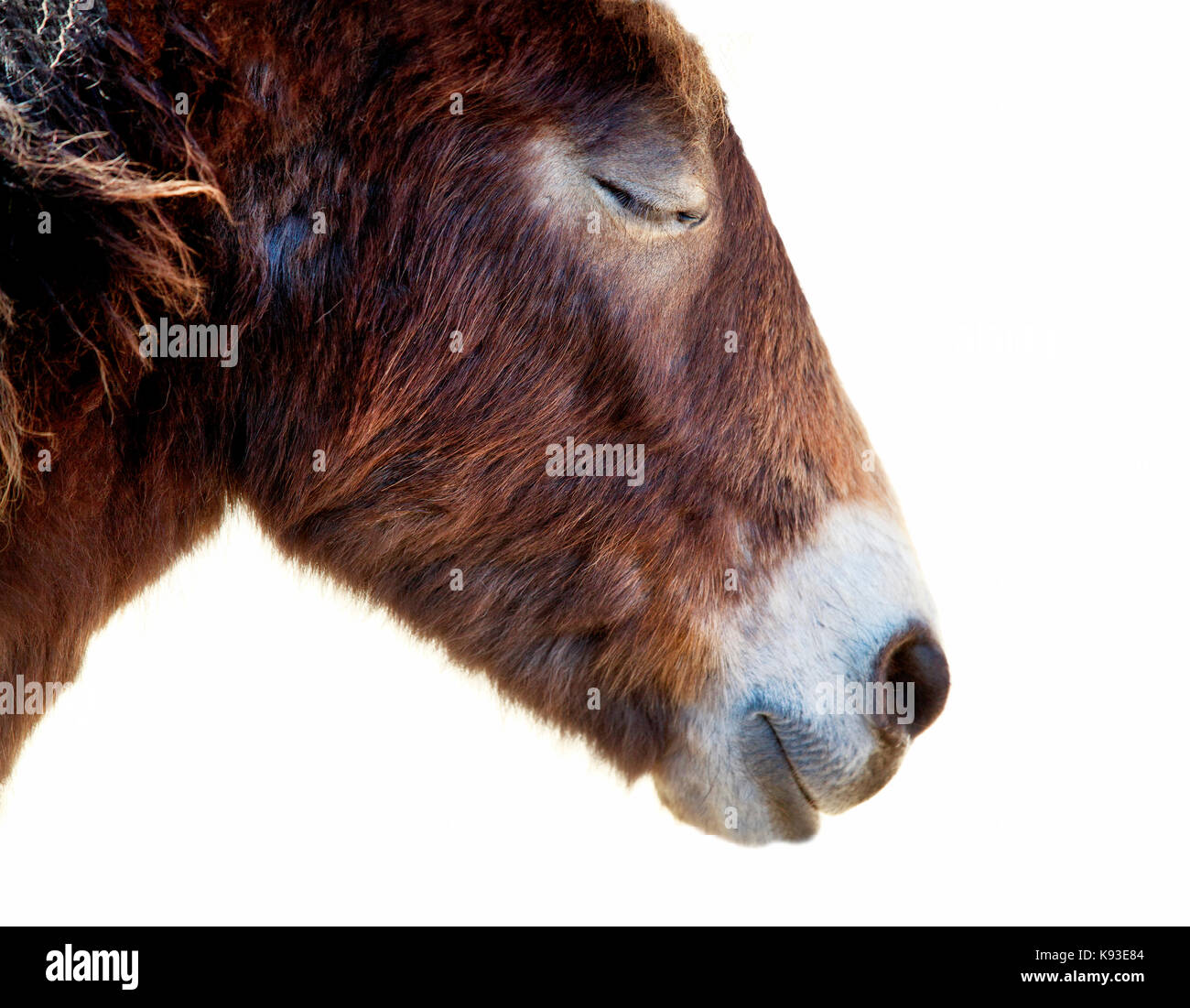 Un profilo laterale di un pony selvaggio di Exmoor che guarda molto rilassato e sereno con i suoi occhi chiusi. Scatto su uno sfondo bianco chiaro Foto Stock