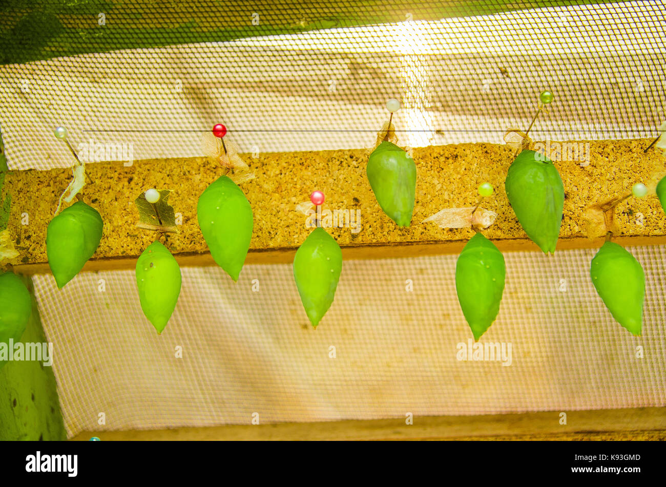 Farfalle in uno stadio di pupa in mariposario la casa delle farfalle a Mindo, Ecuador Foto Stock