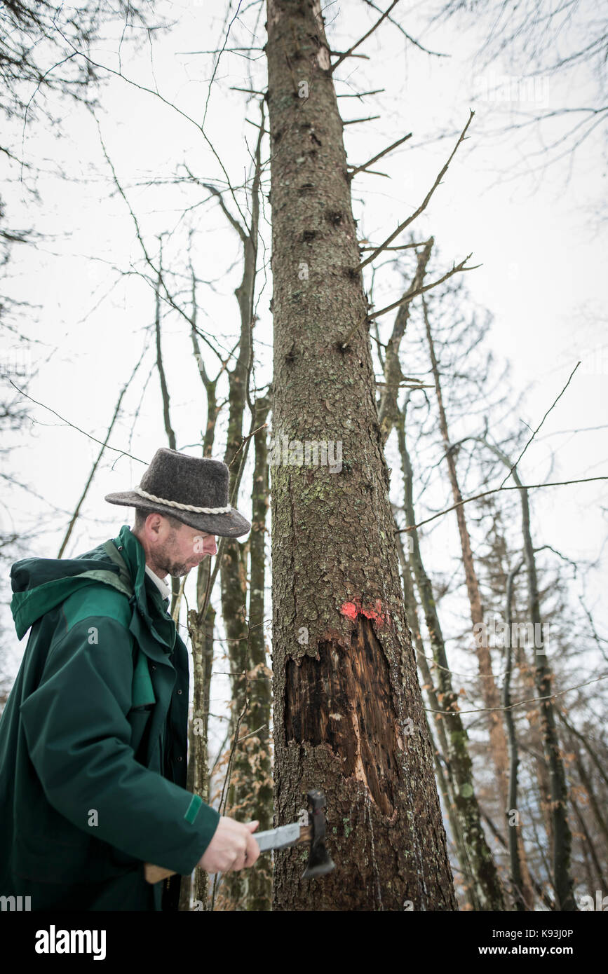 Stane Kunej, lavoratore di sloveno azienda forestale nel Parco Nazionale del Triglav cerca bostrico in sloveno foresta vicino a Bohinjska Bistrica, 50 km n. Foto Stock
