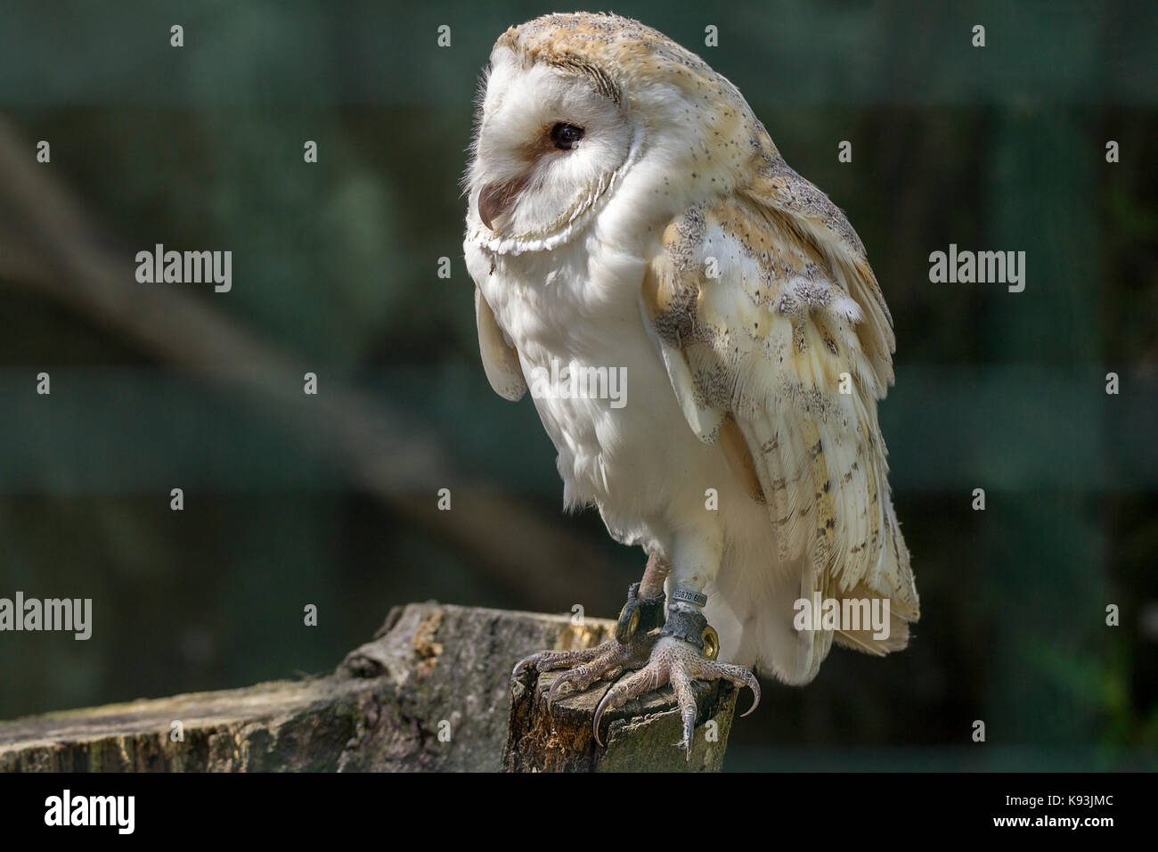 Barbagianni Tyto alba appollaiato sul ceppo di albero in custodia presso il British Centro faunistico Lingfield Surrey UK. Sharp dettagli immagine sfondo sfocato Foto Stock