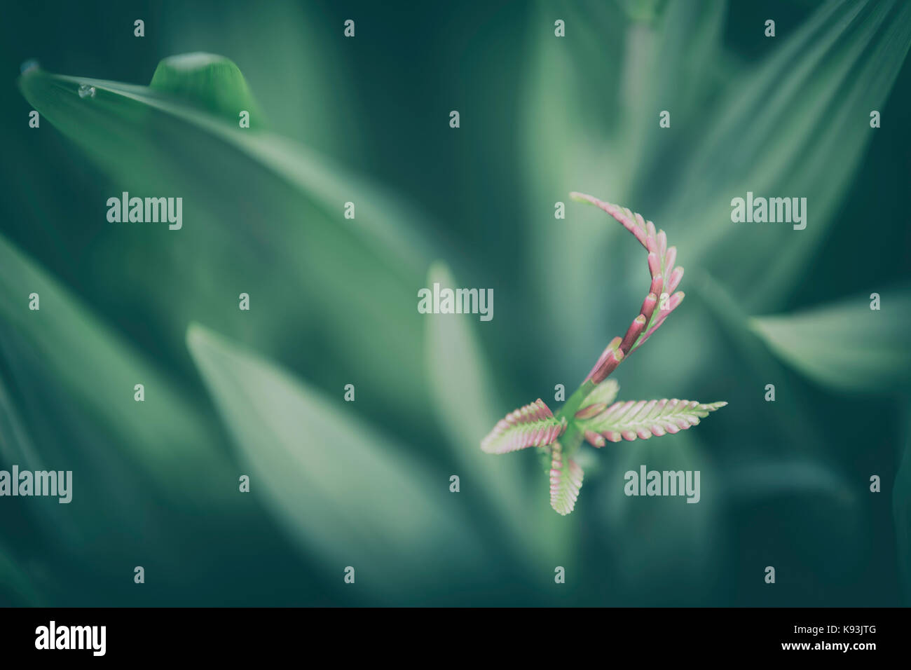 Montbretia immaturi fiore. Foto Stock