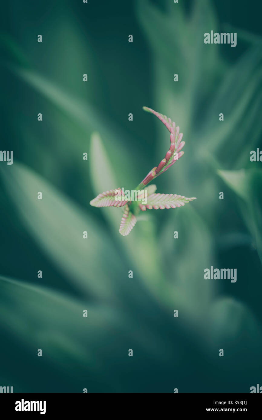 Montbretia immaturi fiore. Foto Stock