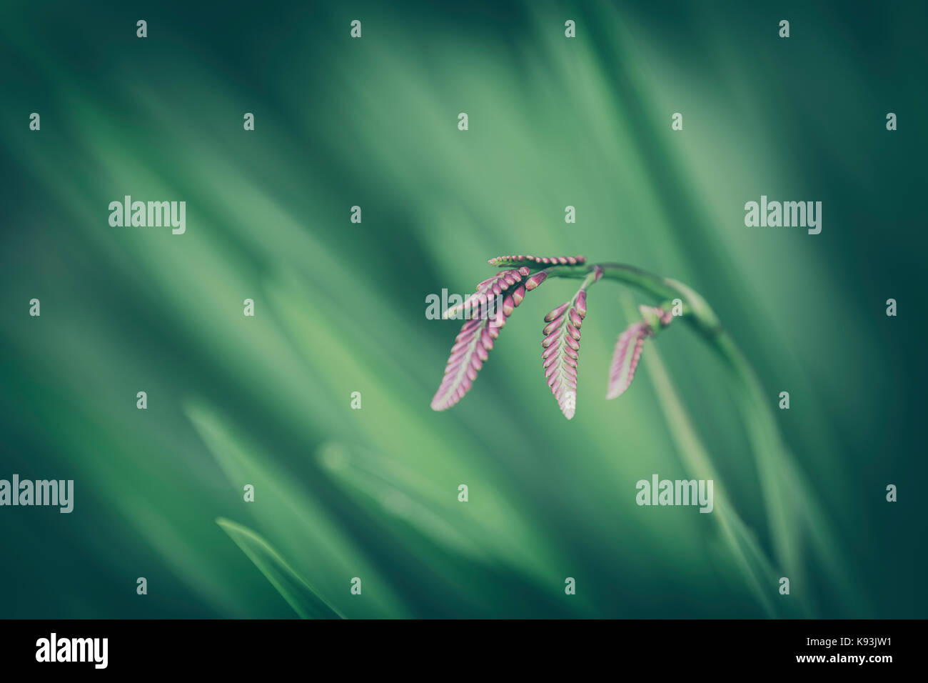 Montbretia immaturi fiore. Foto Stock