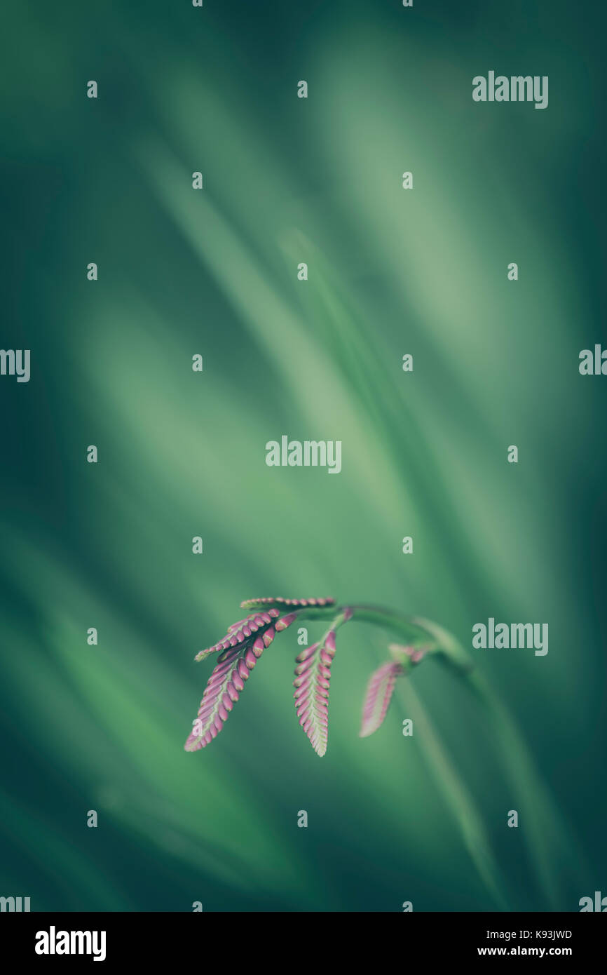 Montbretia immaturi fiore. Foto Stock