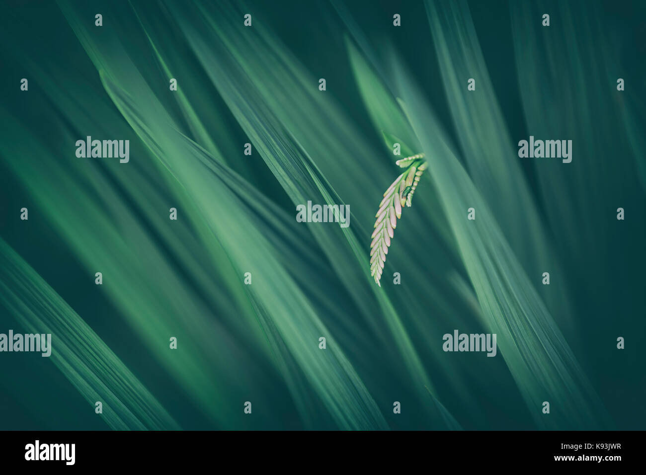 Montbretia immaturi fiore. Foto Stock