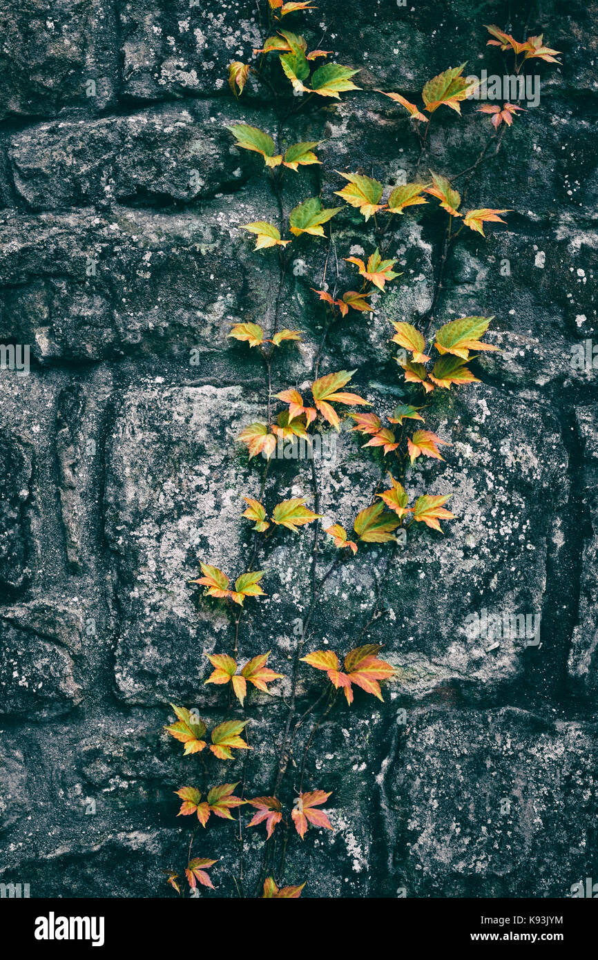 Ivy cresce un muro di pietra. Foto Stock