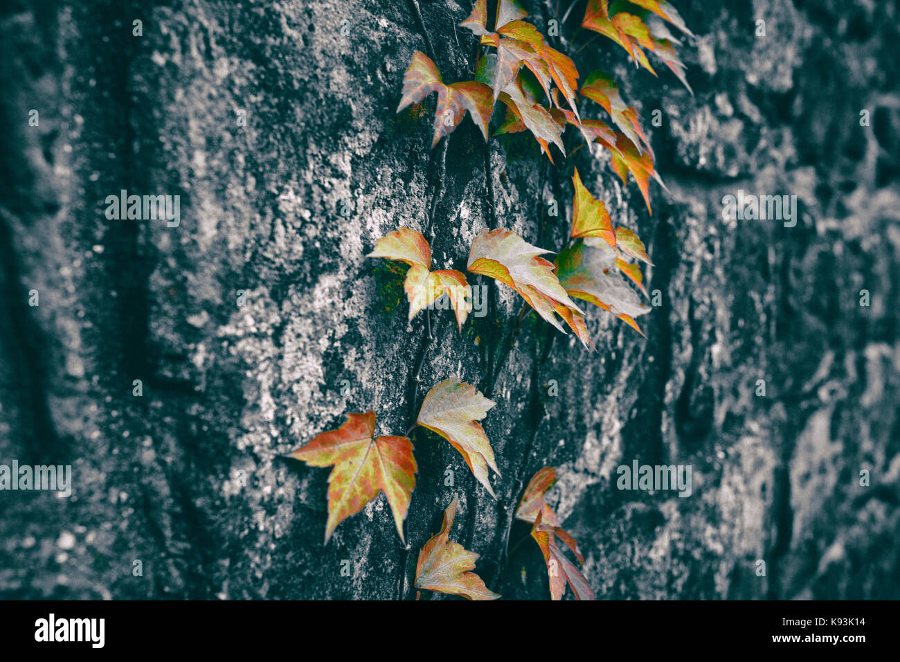 Ivy cresce un muro di pietra. Foto Stock