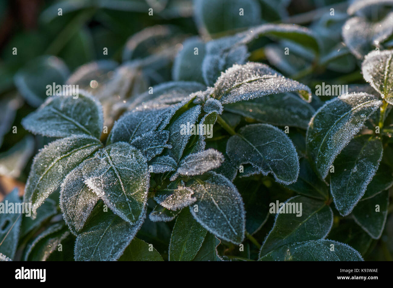 Gelo invernale sui fiori da giardino, Amburgo, Germania Foto Stock
