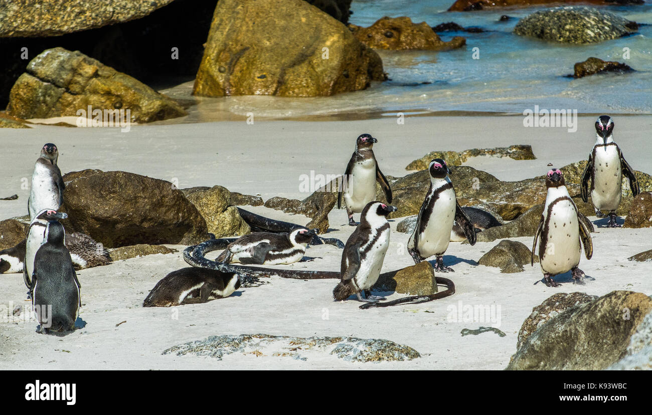 I Penguins africani nella Città di Simon, Sud Africa Foto Stock
