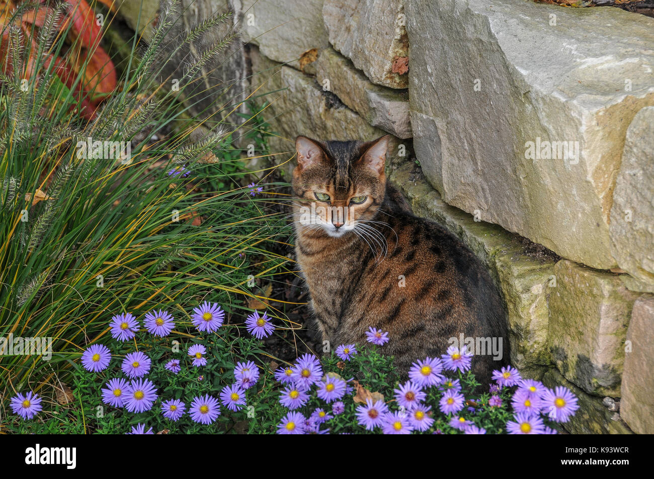 Gatto ibrido Bengala, Amburgo, Germania Foto Stock