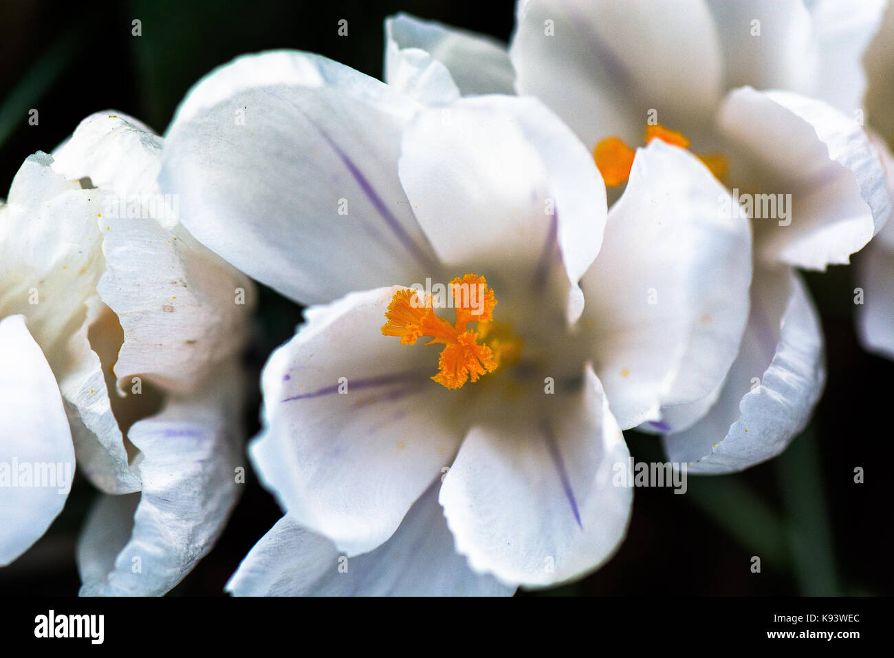 Crocus blossoms, Amburgo, Germania Foto Stock
