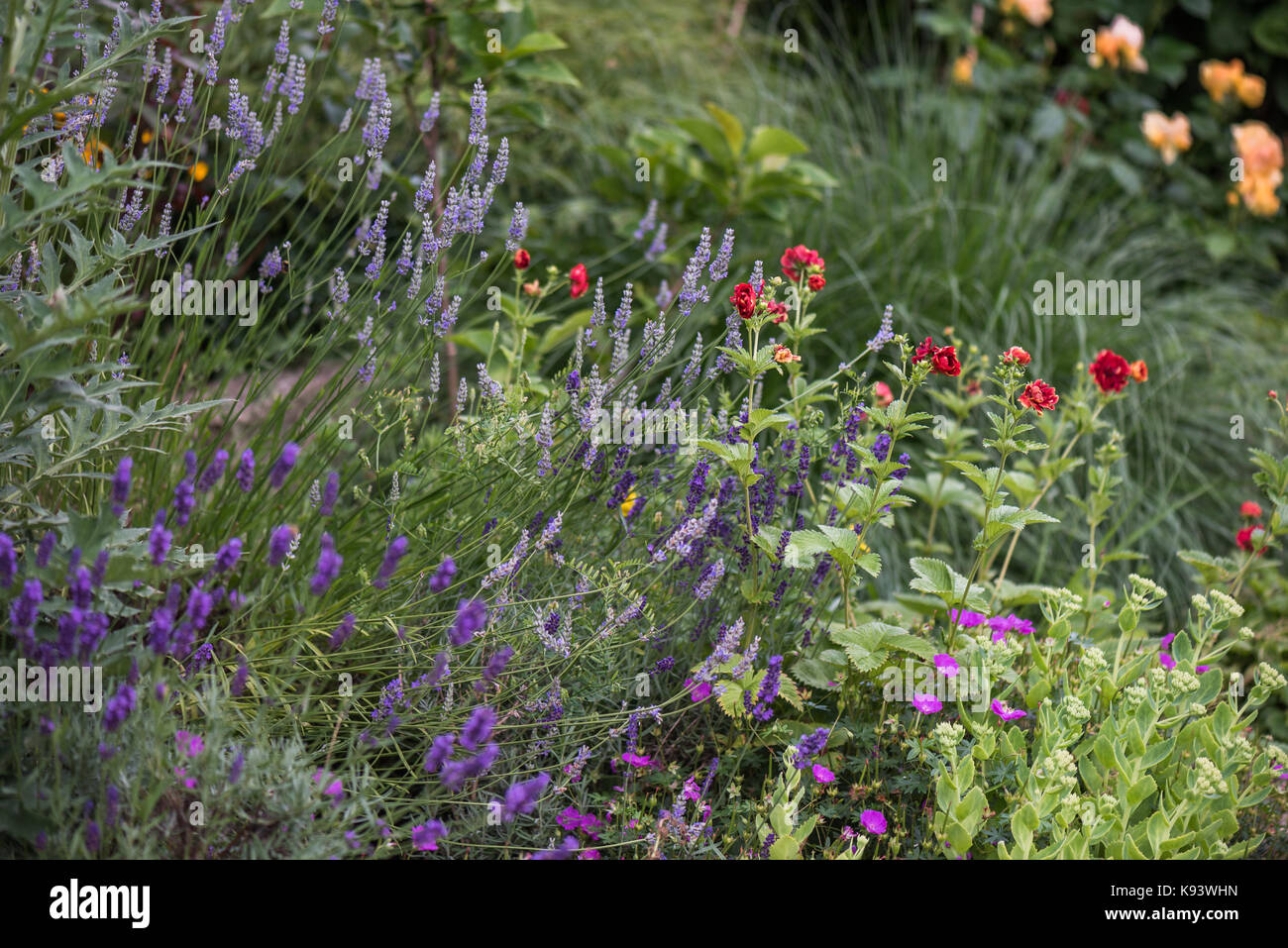 Fiori da giardino, le piante perenni, Amburgo, Germania Foto Stock