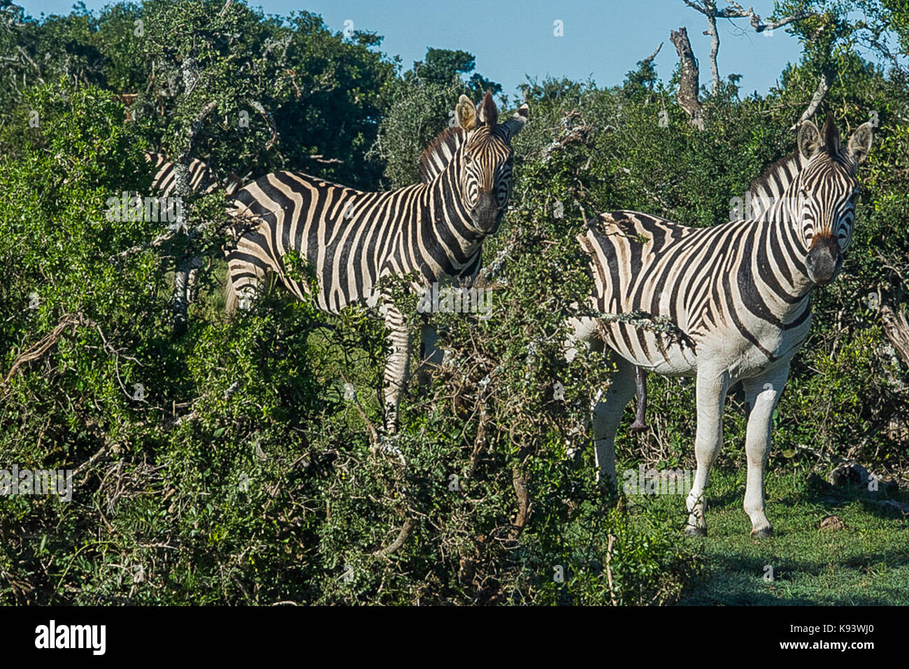 Zebre in Addo Elephant National Park, Capo orientale, Sud Africa Foto Stock