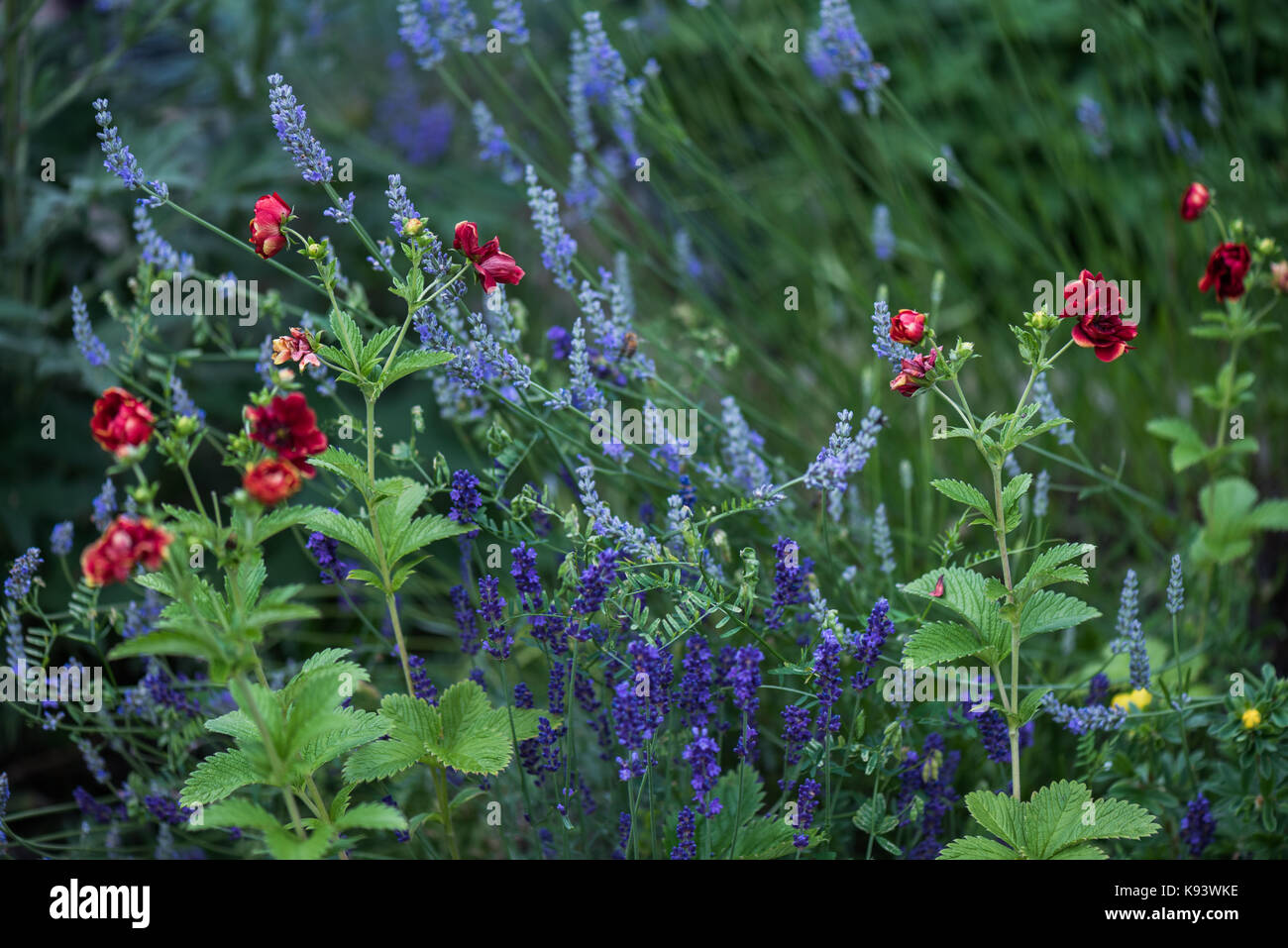 Fiori da giardino, le piante perenni, Amburgo, Germania Foto Stock