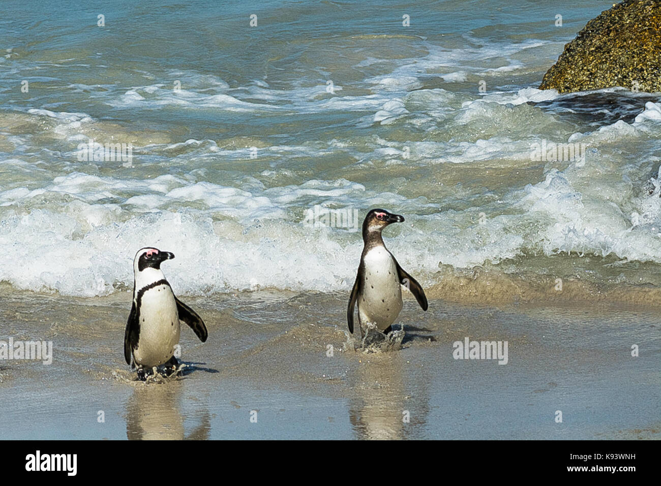 I Penguins africani nella Città di Simon, Sud Africa Foto Stock
