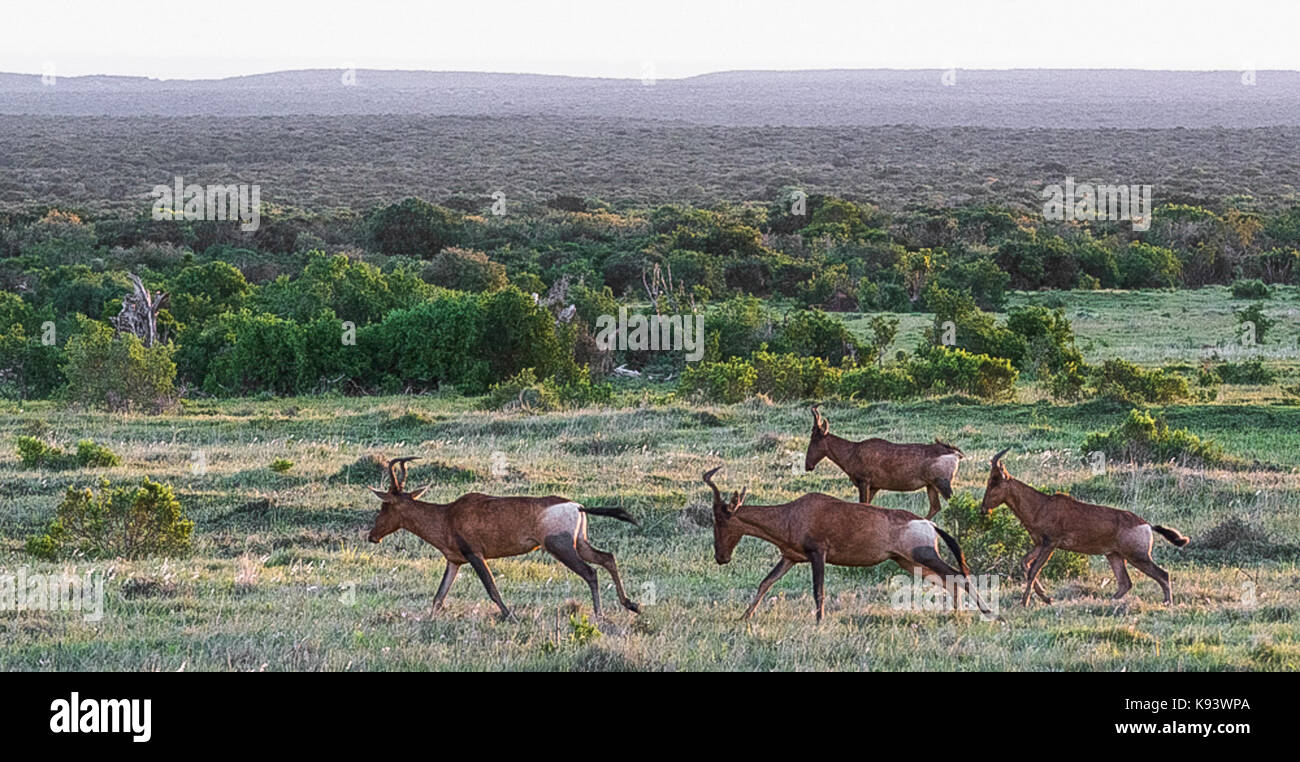 Hartebeest ad Addo Elephant National Park, Capo orientale, Sud Africa Foto Stock
