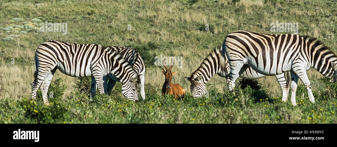 Zebre e hartebeest in Addo Elephant National Park, Capo orientale, Sud Africa Foto Stock