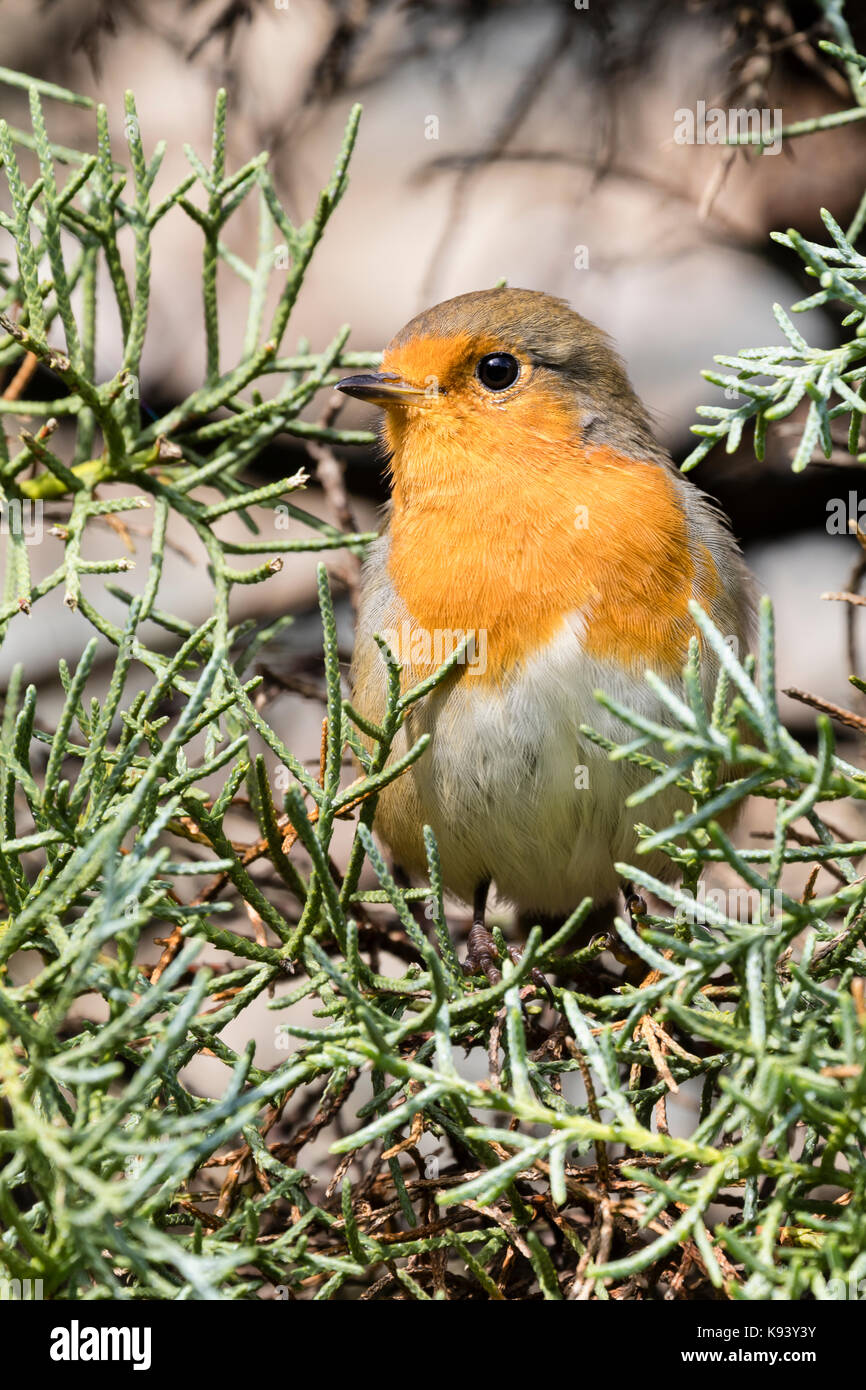 Unione robin, Erithacus rubecula, nel piumaggio adulto, appollaiate nel fogliame di Cupressus arizonica var. glabra 'Blu ghiaccio' Foto Stock