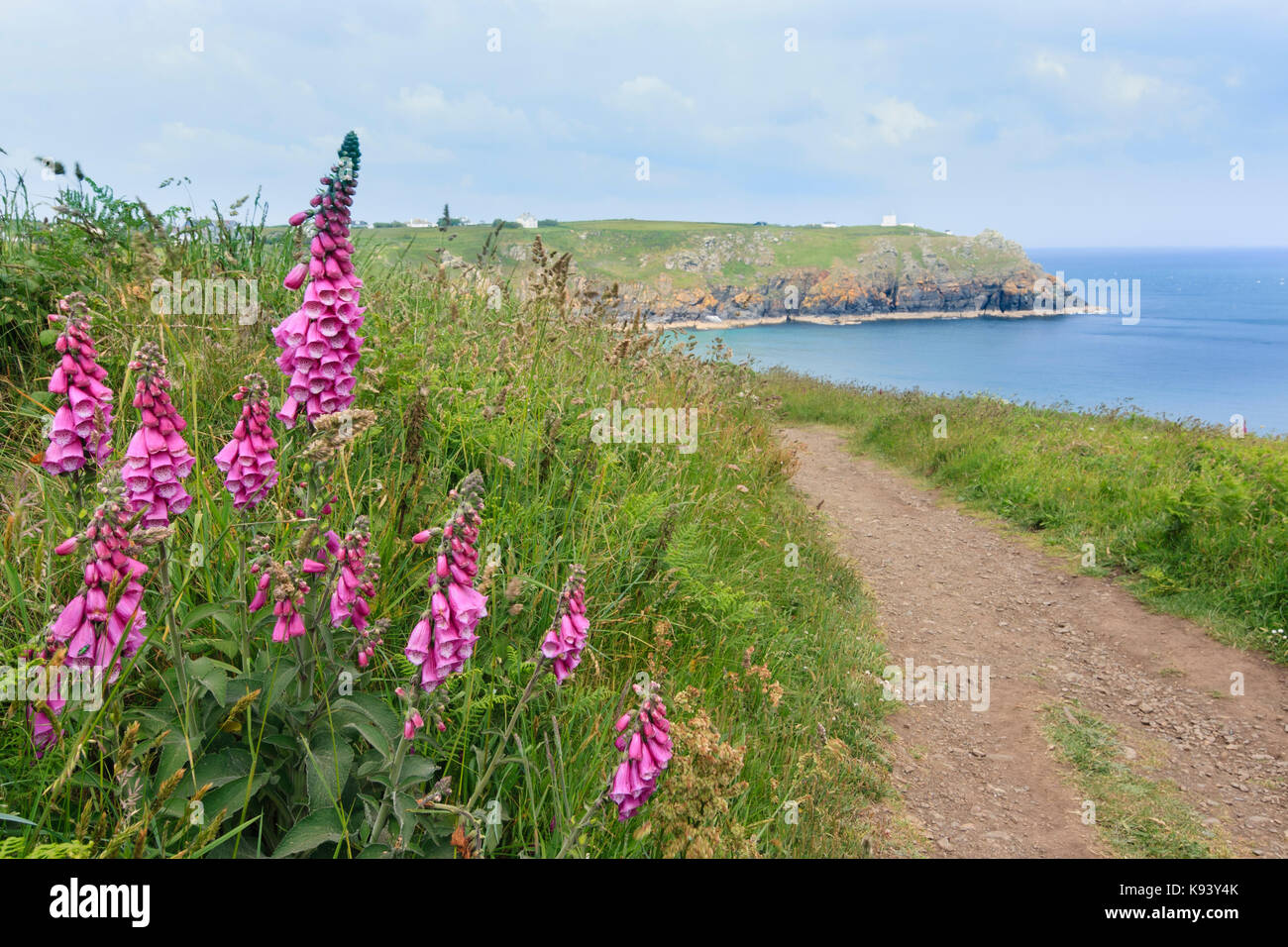 Foxgloves, Digitalis purpurea, sul sud-ovest sentiero costiero presso la lucertola, Cornwall. Housel Bay in background. Foto Stock